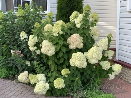 Гортензия метельчатая Limelight