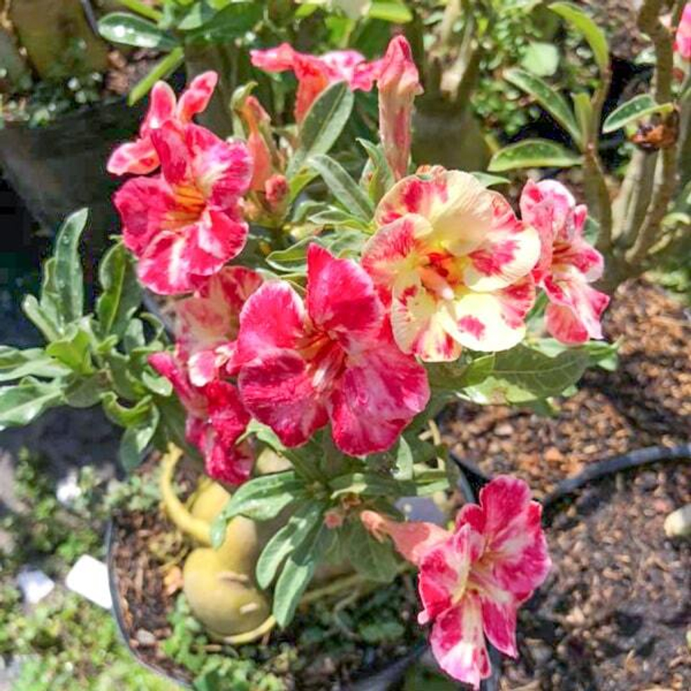 Адениум обесум 045 Vàng Bệt