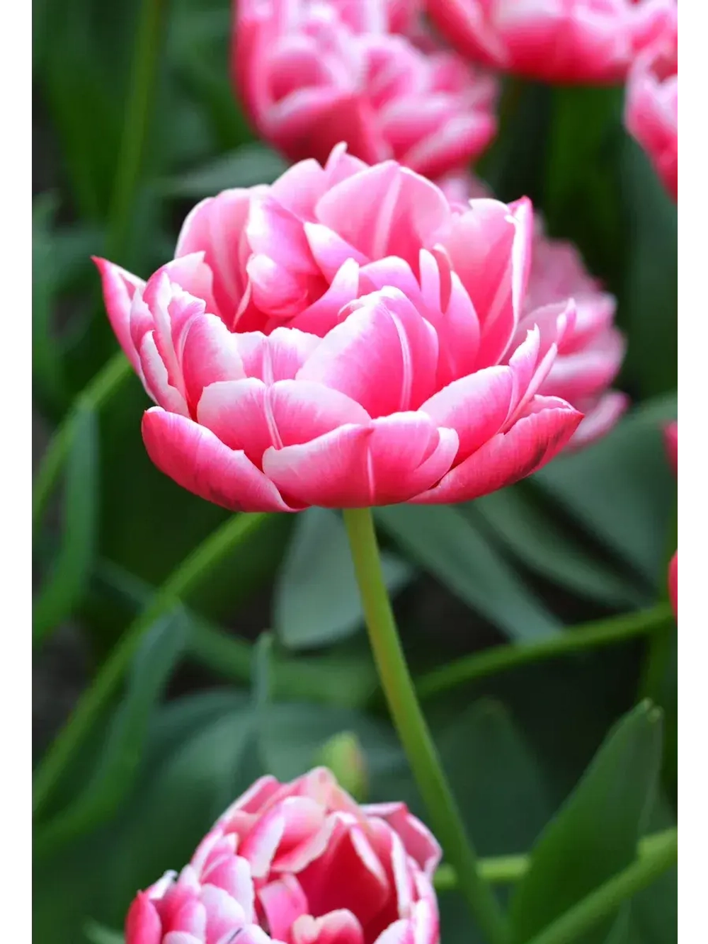 Тюльпаны пионовидные ,луковицы 12+ сорт COLUMBUS (3штуки)