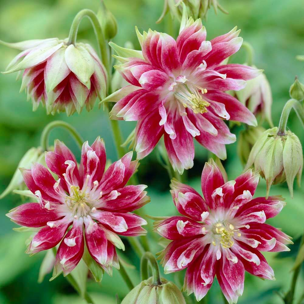Аквилегия обыкновенная (Aquilegia vulgaris) Nora Barlow