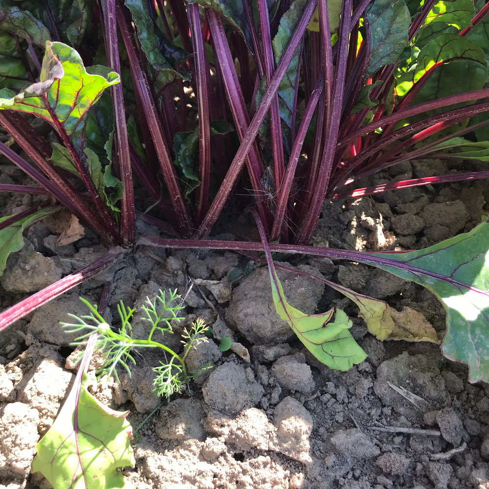 Цеппо F1 семена свеклы (Rijk Zwaan / Райк Цваан)