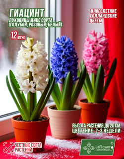 Гиацинт Луковицы цветов, Микс сортов,12шт