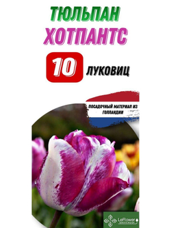 Тюльпан Луковица, Хотпантс, 10шт