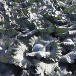 Рексома F1 семена капусты краснокочанной (Rijk Zwaan / Райк Цваан)