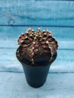 Gymnocalycium T-Rex Pink hybrid (Гимнокалициум T-rex)