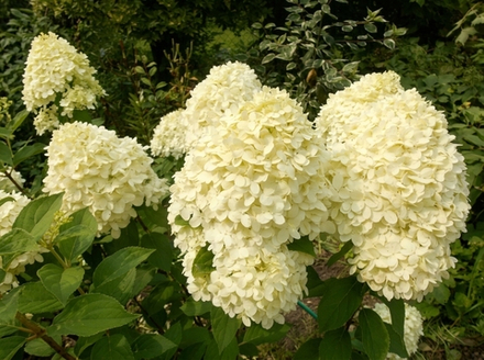 Гортензия метельчатая «Коттон Крим» (Hydrangea paniculata 'Cotton Cream')