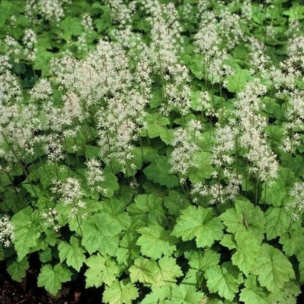 Тиарелла сердцелистная. Tiarella cordifolia.