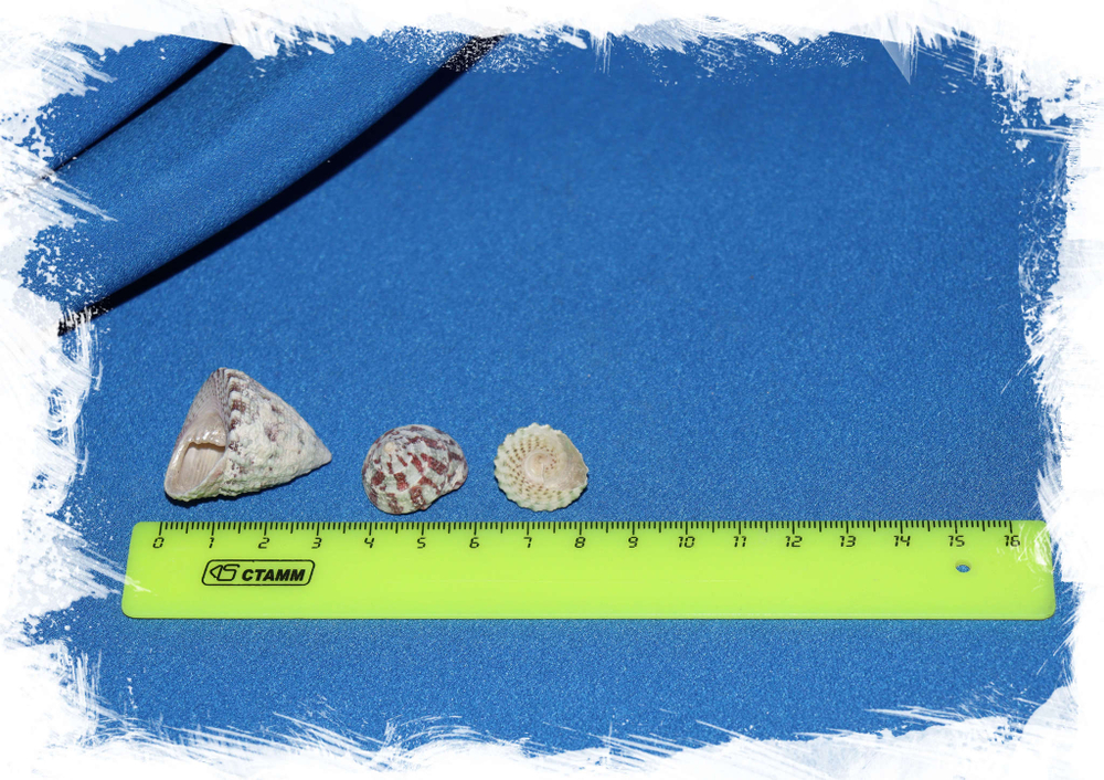 Ракушки Трохус Микс размер