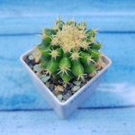 Echinocactus Brevispinus (Эхинокактус)