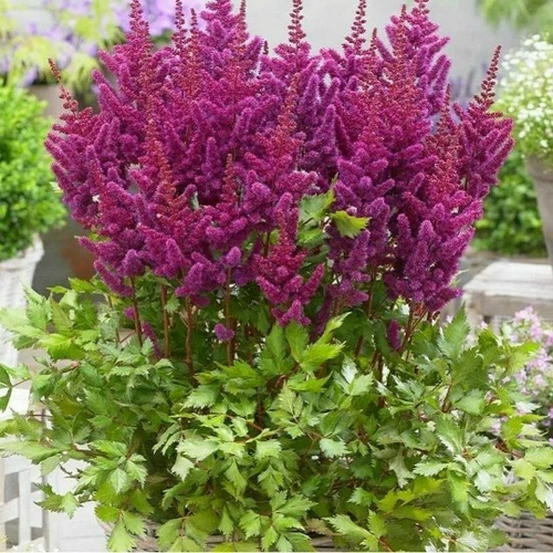 Vision in Red (Китайская)