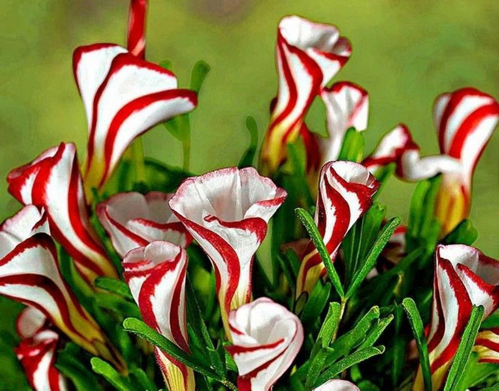 Кислица [Оксалис] Versicolor (Пестроцветная)