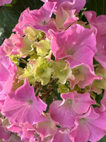 Серфинг сафари Сисайд Пинк (Safari Seaside Pink) Р9