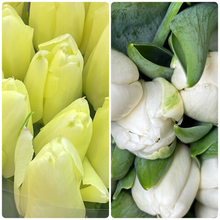 Джутовая корзина  с тюльпанами (25 шт) микс сливочных и белых