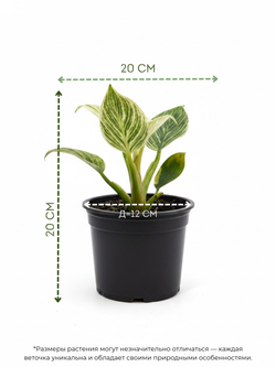 Филодендрон Биркин д. 12 СП