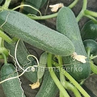 Огурец Спасский (500 семян)