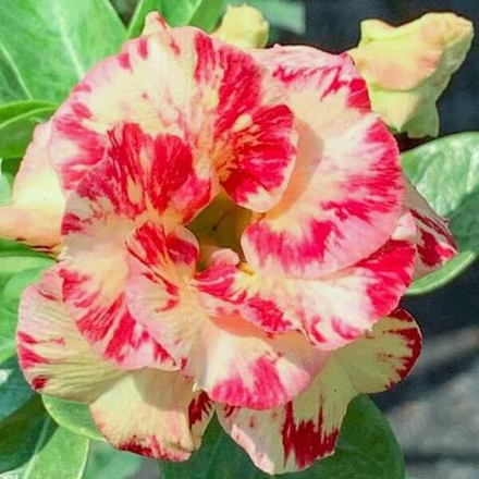 Адениум обесум 200 Giáng Long Mutation