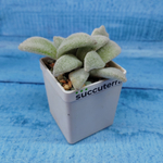 Kalanchoe Eriophylla (Каланхоэ)