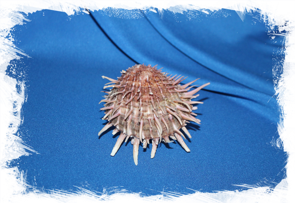 Спондилус Риви, Spondylus reevei, Spondylus virgineus