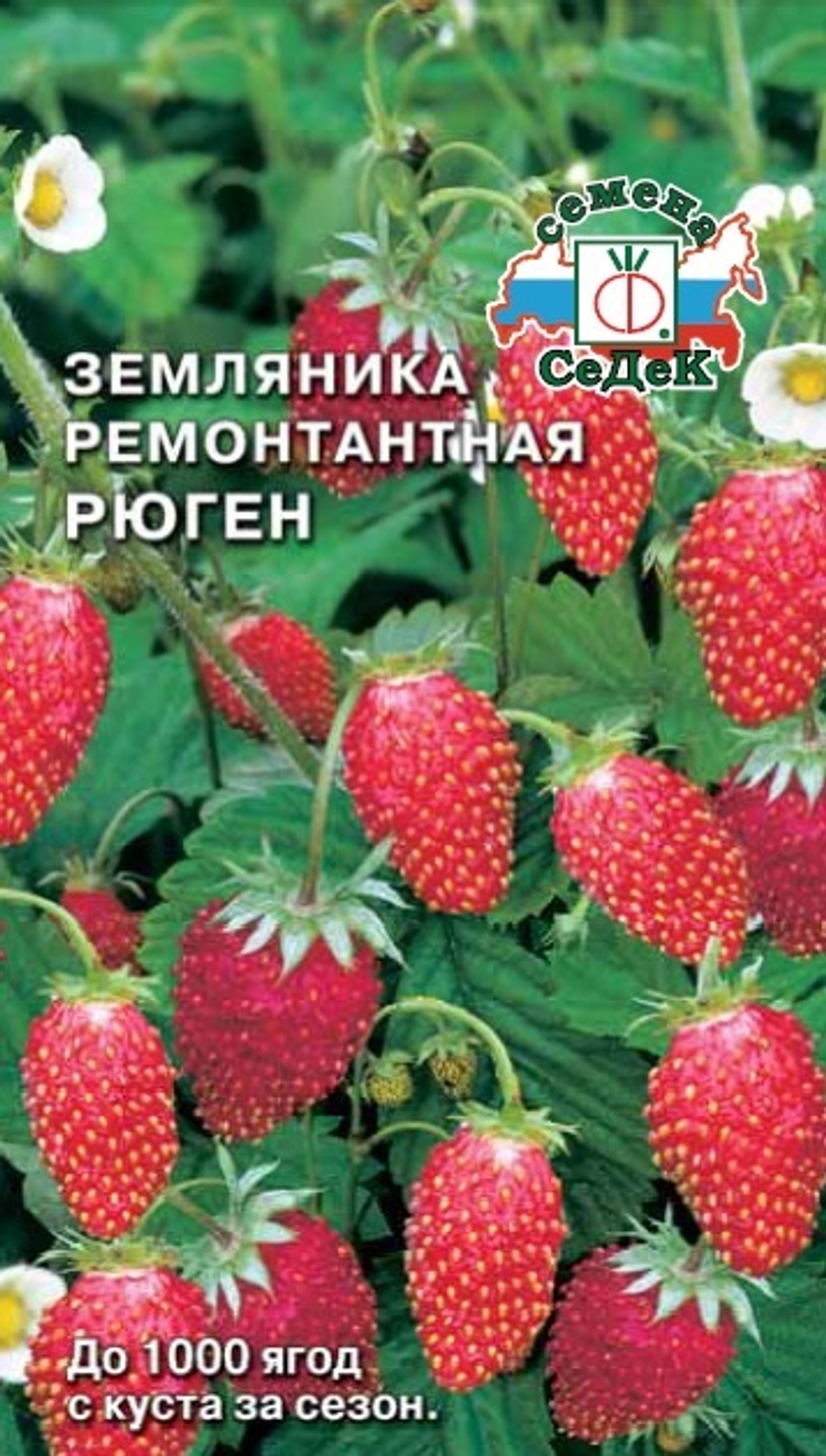 Земляника Рюген