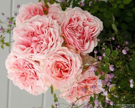 Амороза (Amorosa)