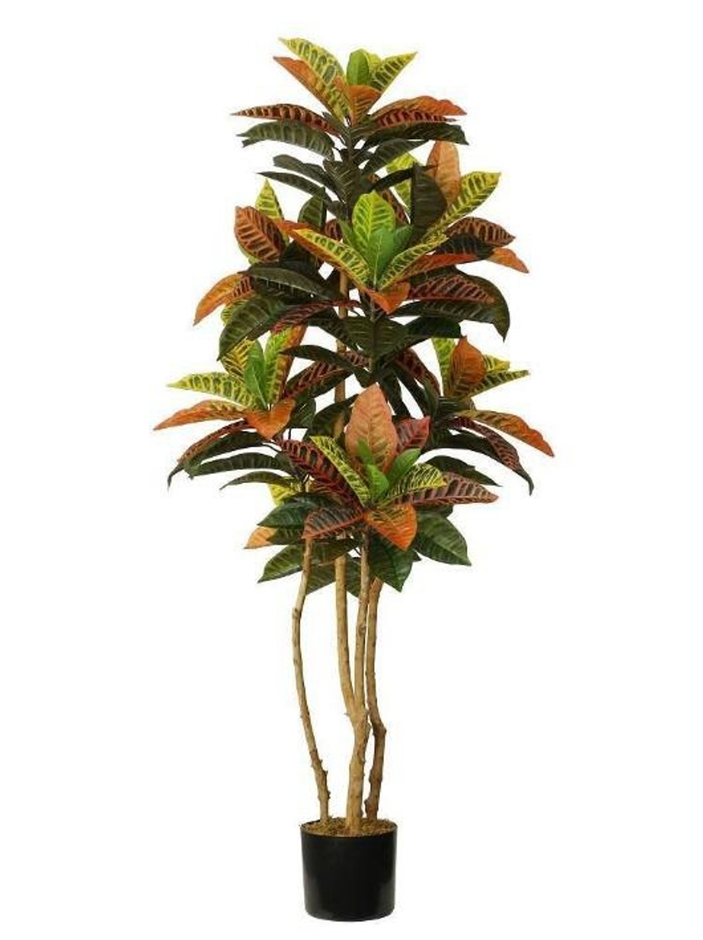 Кротон 150 см.