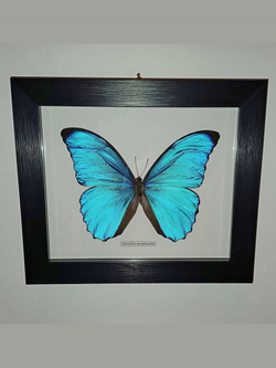 Бабочка Morpho amathonte в рамке