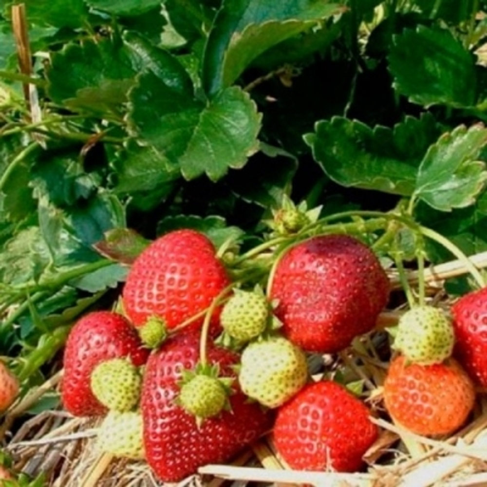 Клубника 🍓 "Априка"