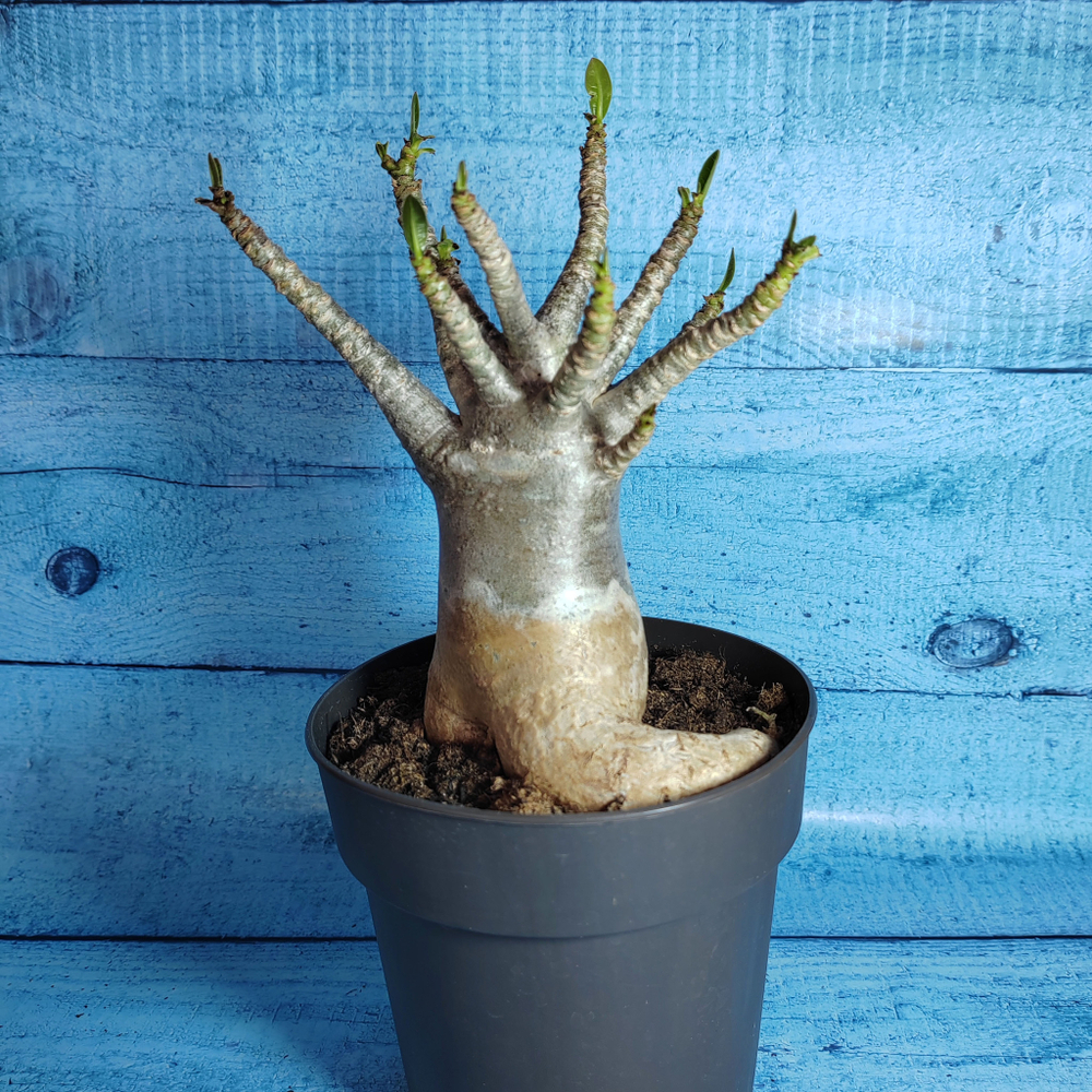 Adenium Baobab (Адениум)
