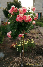 Роза на Штамбе Ждет Сет