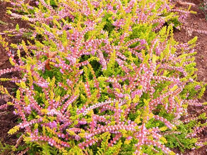 Вереск Боскуп