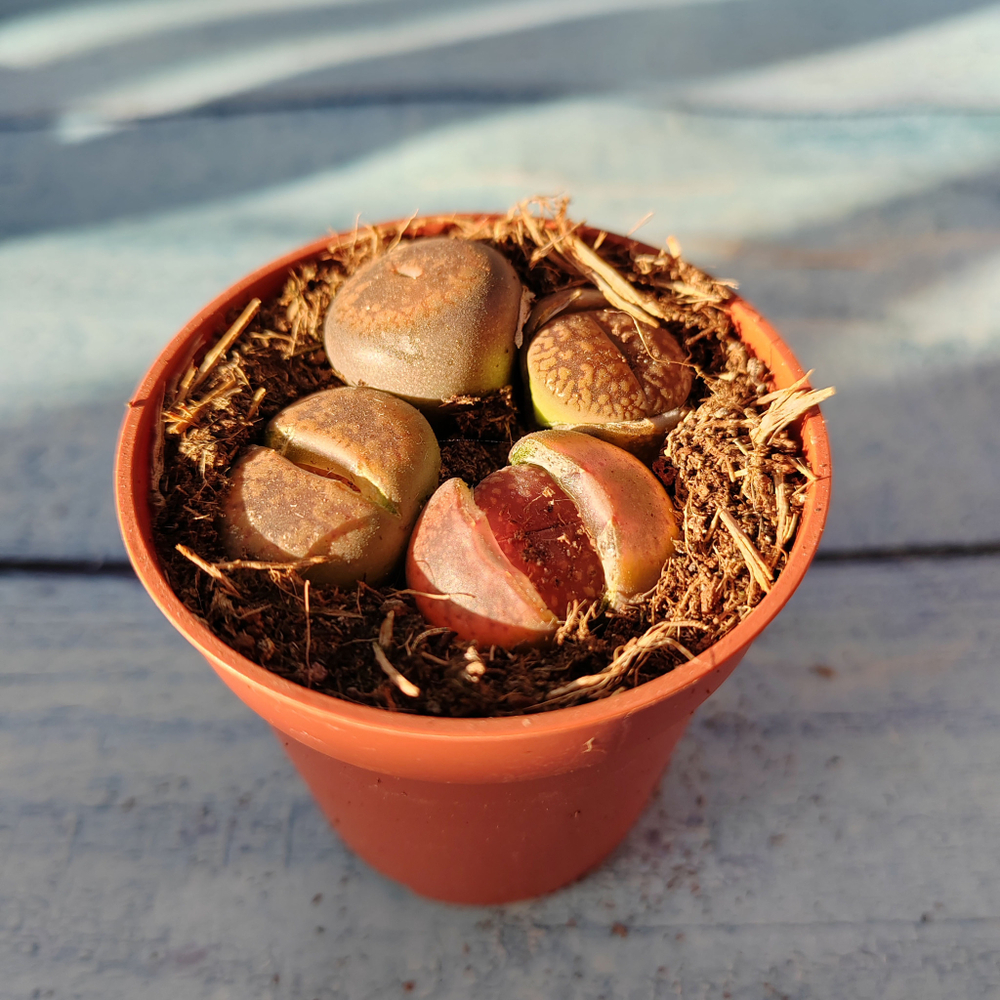 Lithops sp. (Литопсы)