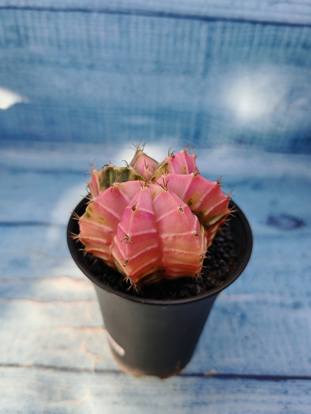 Gymnocalycium Variegata (Гимнокалициум Вариегатный)