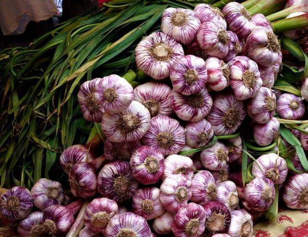 Чеснок, изгоняющий…диабет!