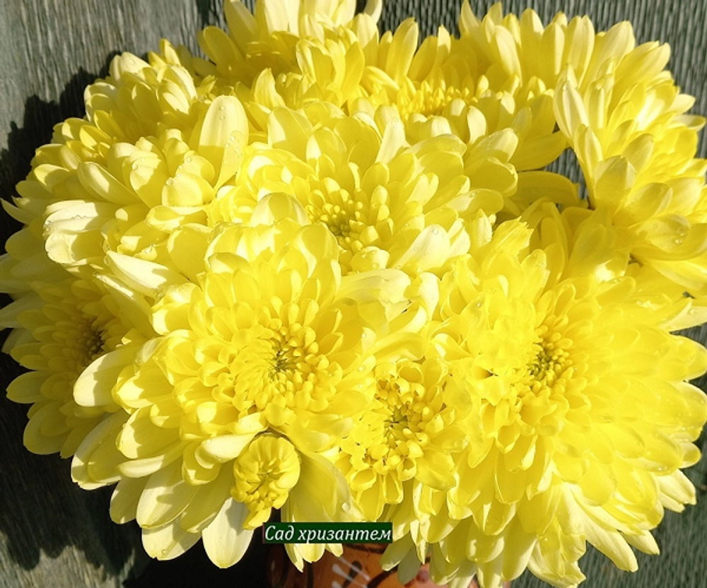 Zembla gold хризантема одноголовая ☘🌻 к.78      (отгрузка  Сентябрь)