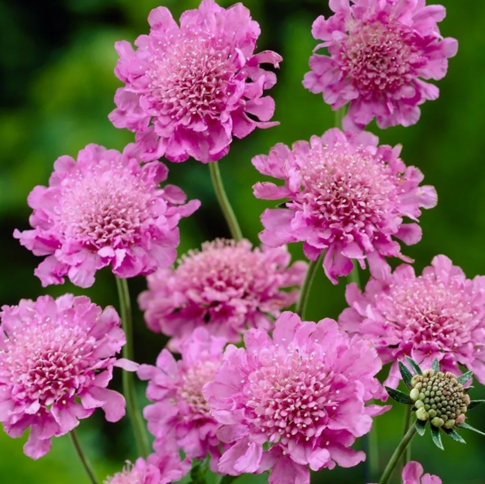 Скабиоза японская Ритц Роуз рассада конец апреля 26