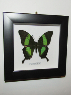 Бабочка Papilio palinurus в рамке