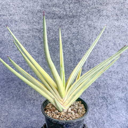 Сансевиерия ROYAL CROWN VAR s.L