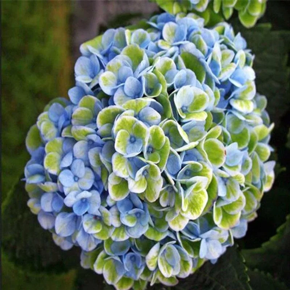 Гортензия крупнолистная Мэджикал Революшен Блю С2 Закупка М31 апрель 2026