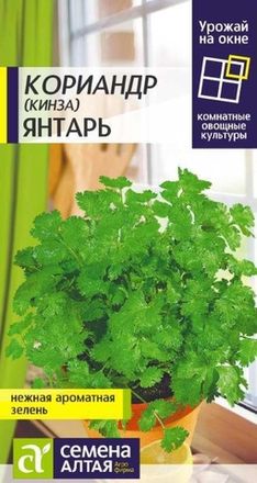 Кориандр (кинза)