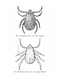 Фауна СССР. Паукообразные. Том IV. Выпуск 2. Иксодовые клещи | Померанцев Б.И.