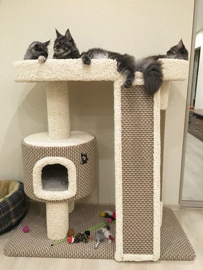 Домик для кошки КУН-1 (мейн-кун)