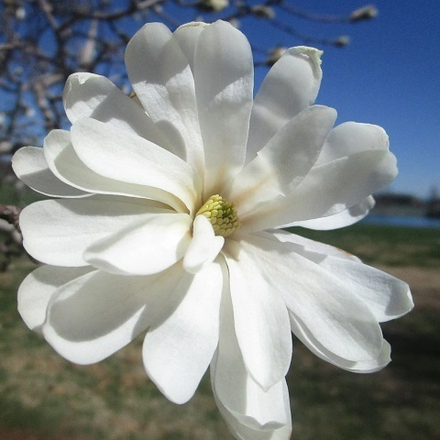 Магнолия звездчатая Роял Стар