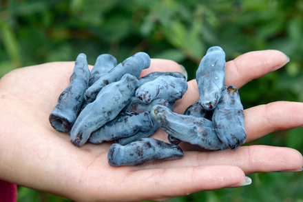 Саженец Жимолости съедобной «Бакчарский великан» (Сибирский гигант, Рекордный размер ягоды, Десертный вкус)