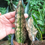 Сансевиерия COPPERTONE VARIEGATED - TYPE1