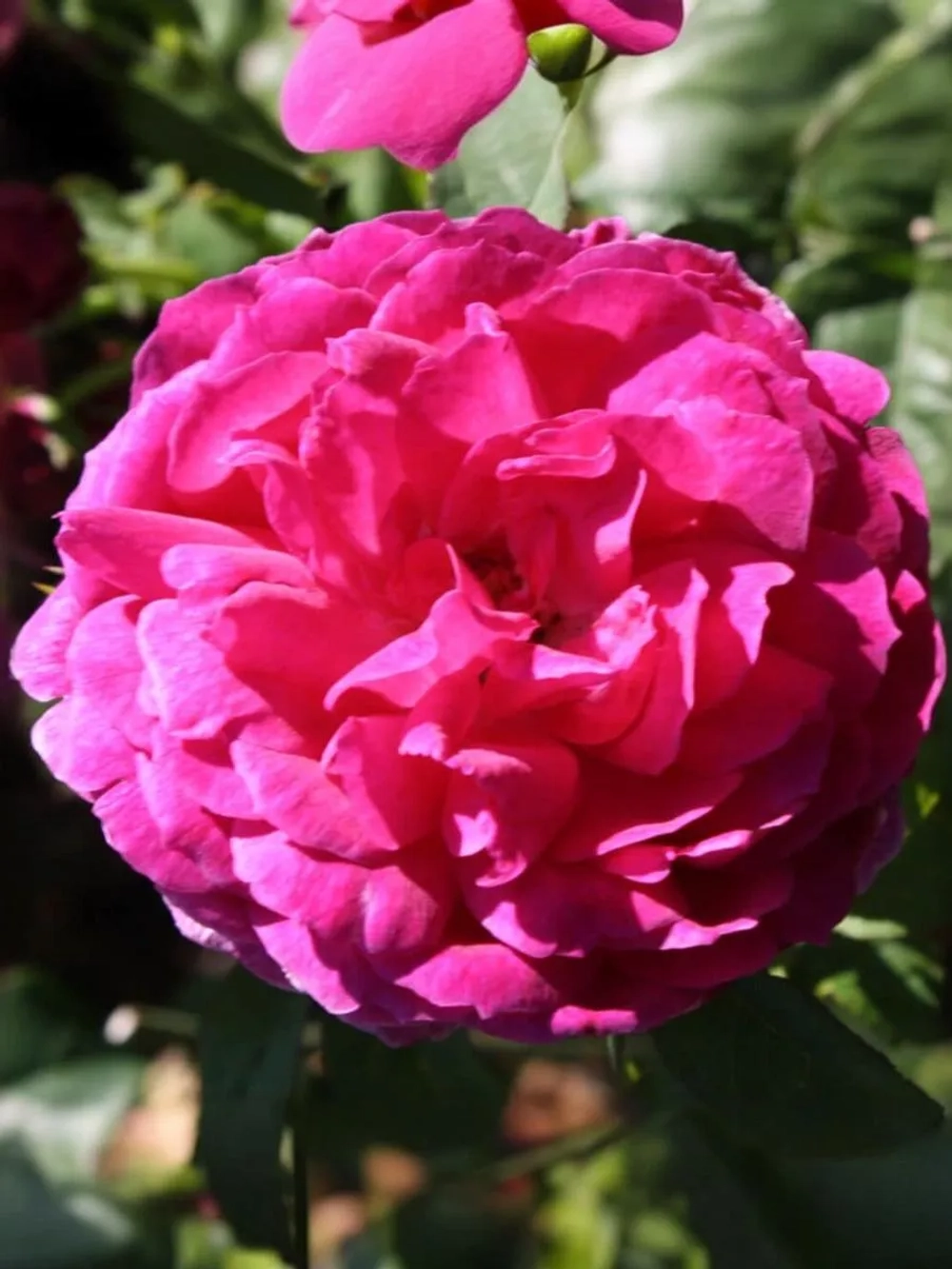 Роза английская Янг Люсидас