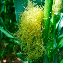 Кукурузные рыльца 500г