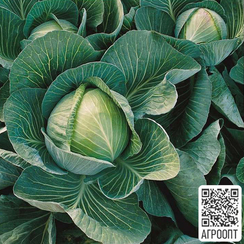 Харрикейн F1 семена капусты белокочанной (Bejo / Бейо)