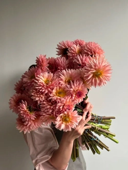 Георгин Preference (корень) Закупка М55 апрель 2026