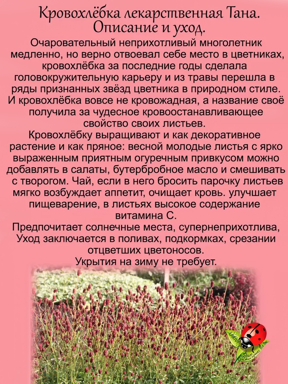 Кровохлёбка лекарственная Тана многолетняя