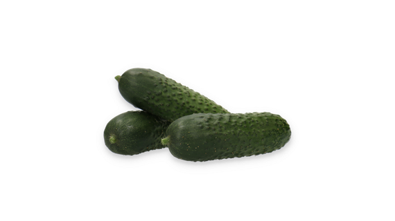 Илонара F1 семена огурца партенокарпич. – фото 3